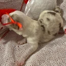 Storm - Red merle female Border Collie puppy in Mckinney, Texas from Border Collies of Ruidoso