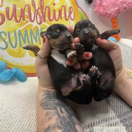 Dachshund puppies from A & N Kennels