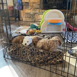 Cockapoo Puppies from Country J Canines