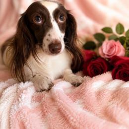 Dachshund puppies from The Well Tempered Dachshund