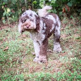 Roxi - Cockapoo