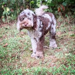 Roxi - Cockapoo