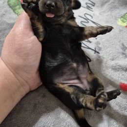 Noel - Black and tan female Dachshund puppy in Aiken, South Carolina from Paragon Puppies