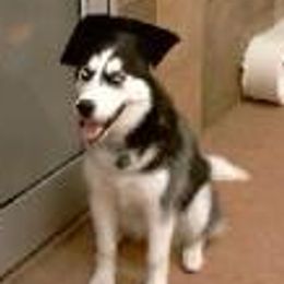 Siberian Huskies from Frost Spirit Siberians