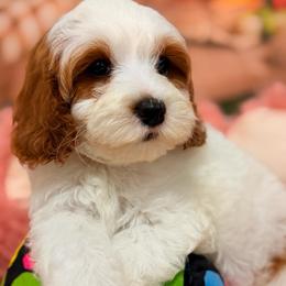 Milky - Blenheim male Cavapoo puppy in Dickerson, Maryland from Pawsome Aussie Doodles and Oodles
