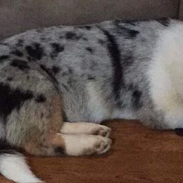 American Corgis from Whippoorwill Creek Farm