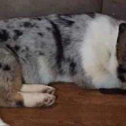 American Corgis from Whippoorwill Creek Farm