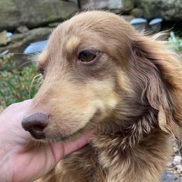 Isabella - Dachshund