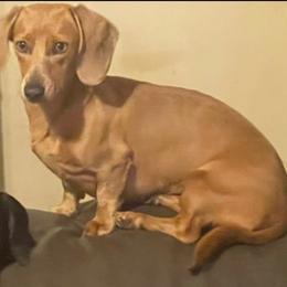Thumper - Dachshund