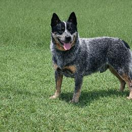 Jack - Australian Cattle Dog