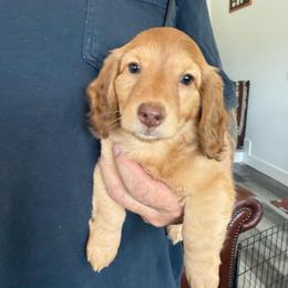 Jill - Cream female Dachshund puppy in Commerce, Texas from Devoted Doxies Cream Dachshund