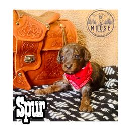 Spur - Merle male Bernedoodle puppy in Belleville, Michigan from Moose Tracks Bernedoodles