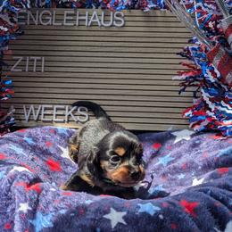 Ziti (Patriot) - Black and tan male Dachshund puppy in Indianapolis, Indiana from Englehaus Dachshunds