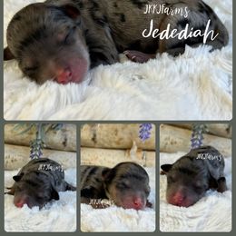 2 - Jedediah - Blue merle male Miniature American Shepherd puppy in Huntington, Texas from JKKJ Farms