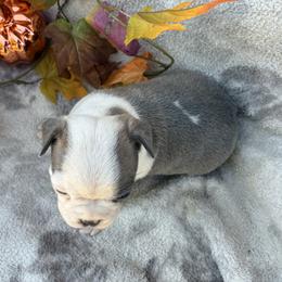 Rascal - Blue male Boston Terrier puppy in Corning, California from SB Bostons / Raksha Malinois