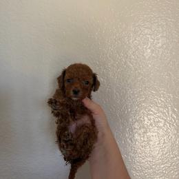 Dory - Red female Cavapoo puppy in Fort Worth, Texas from Aloha Paradise Poodles LLC