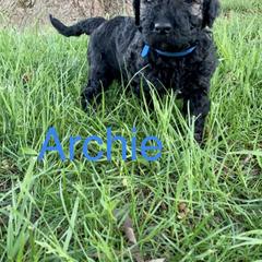 Double Doodle Puppies from Little Muddy Doodles