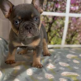 Dakota - Tricolors female French Bulldog puppy in Spokane, Washington from Lilac City Frenchies