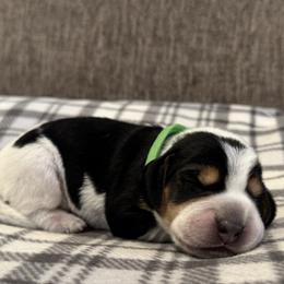 Green Collar - blue ticked - Black tan and bluetick male Beagle puppy in Princeton, Minnesota from Thor’s Beagles & Maha’s Staffy