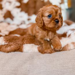 Valentina - Ruby female Cavalier King Charles Spaniel puppy in Mayo, Florida from Kingston’s Cavaliers