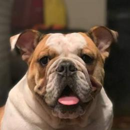 Charlie - Bulldog