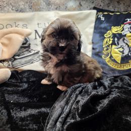 Night - Red sable female Havanese puppy in Deer Park, Washington from Mt. Top Havanese