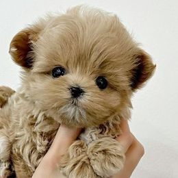 Maltese, Maltipoos, and Poodles from Joyful Pups