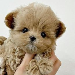 Maltese, Maltipoos, and Poodles from Joyful Pups