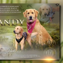 Sandy - Golden Retriever