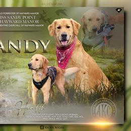 Sandy - Golden Retriever