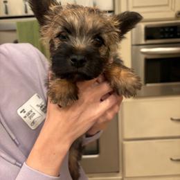 Ted Bearry - Wheaten brindle male Cairn Terrier puppy in Clayton, Indiana from Hoosier Cairn Terriers