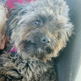 North  - Yorkipoo