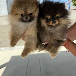 Pomeranian Puppies from Uniquepombabies