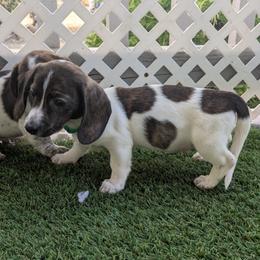 2 Peppy La Pew - Piebald male Dachshund puppy in Central Point, Oregon from MRS Long Dog Ranch