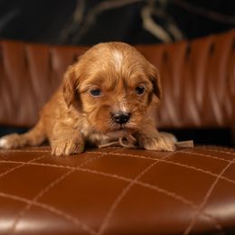 Bernedoodle, Cavapoo, Goldendoodle, and Poodle Puppies from Wasatch Pup
