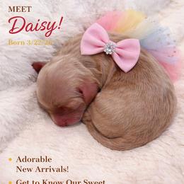 Daisy - Apricot female Goldendoodle puppy in Aurora, Illinois from Chicago Goldendoodles