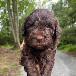 Reese - Chocolate female Goldendoodle puppy in New Ringgold, Pennsylvania from Hawk Mountain Doodles