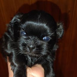 Rosie - Black female Shih Tzu puppy in Palmyra, New York from Karen's Tzus of Palmyra-Macedon