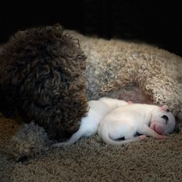 Lagotto Romagnolo Puppies from Crescendo Lagotto Romagnolos