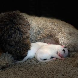 Lagotto Romagnolo Puppies from Crescendo Lagotto Romagnolos