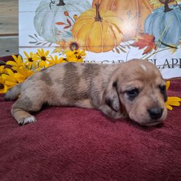 Emma Rose - Dapple female Dachshund puppy in Farmerville, Louisiana from Hancock House of Basset Hounds & Mini Dachshunds