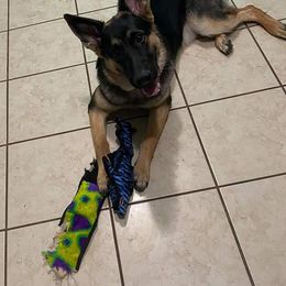 German Shepherd Puppies from Kaiser + Leyna