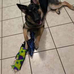 German Shepherd Puppies from Kaiser + Leyna
