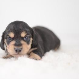 Natasha - FULL AKC Cream - Black and cream female Dachshund puppy in Neosho, Missouri from A Walk In The Park
