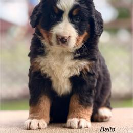 Balto - Tri-color male Bernese Mountain Dog puppy in New Haven, Indiana from Maumee Berners