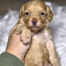 Jolly - Buff female Cockapoo puppy in West Point, Mississippi from Golden Paws