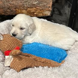Majik Dreams - Light golden male Golden Retriever puppy in Baldwin Park, California from Mountain Valley Retrievers