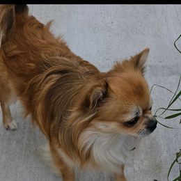 COOPIE - Chihuahua