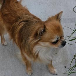 COOPIE - Chihuahua