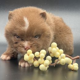 Boy 2 - Chocolate male Pomeranian puppy in Brentwood, California from Royalpawpoms